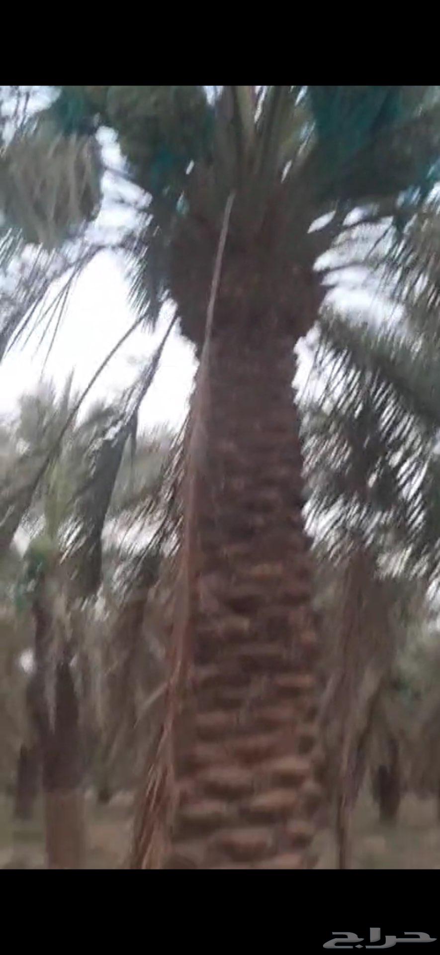 ثمر نخل للبيع في تبراك63672343874179110