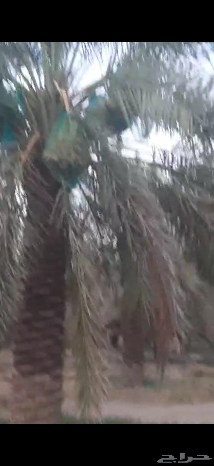 ثمر نخل للبيع في تبراك63672343874179111