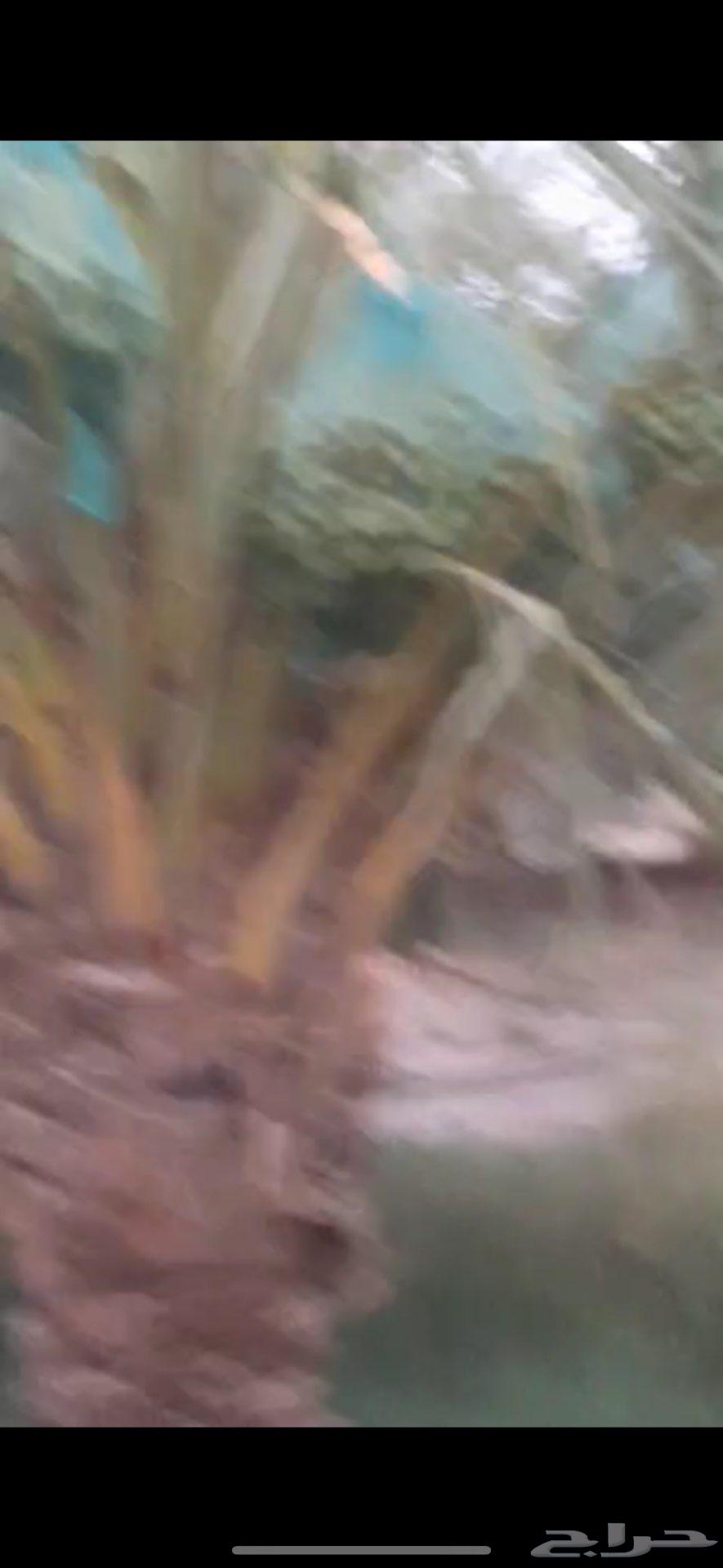 ثمر نخل للبيع في تبراك63672343874179113