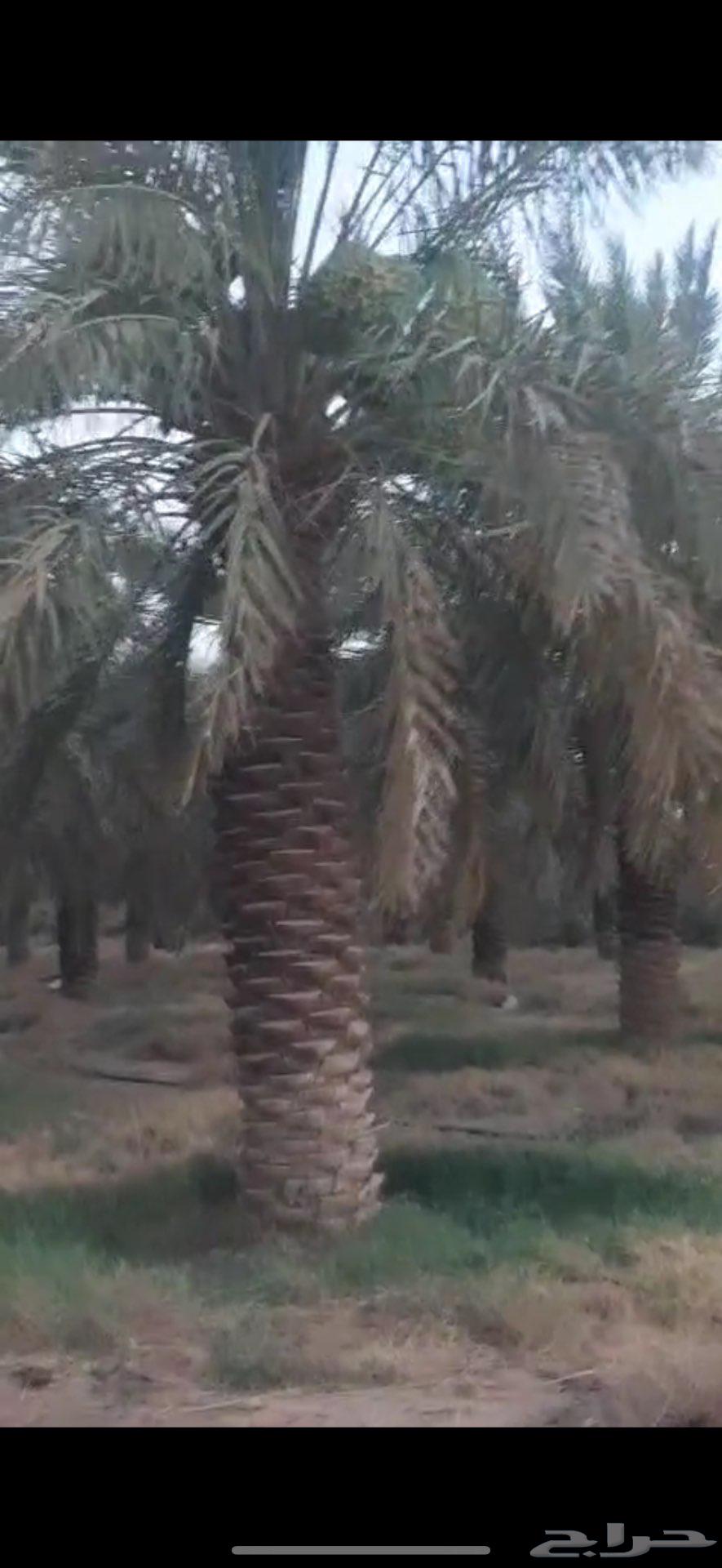 ثمر نخل للبيع في تبراك63672343874179114