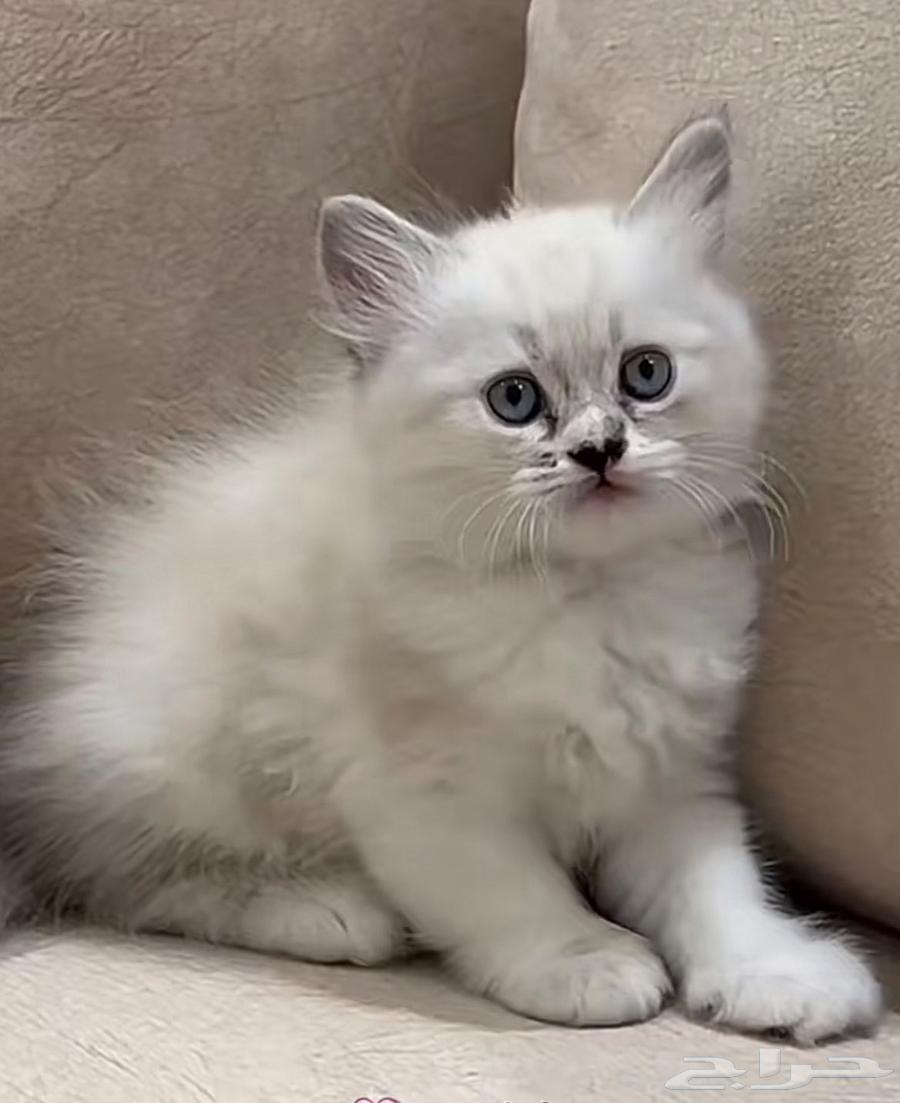 قطه للبيع63667809306625113