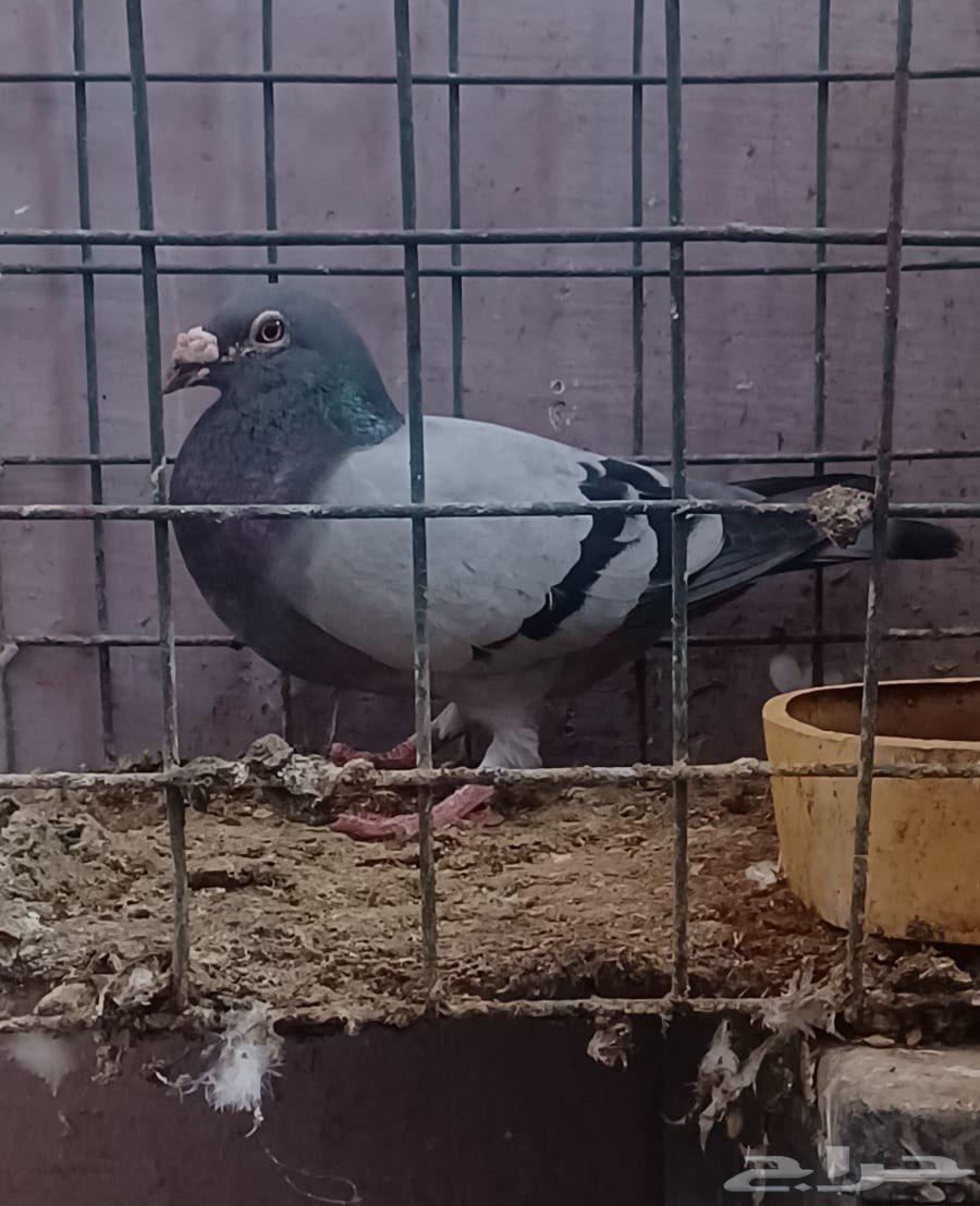 تم البيع63670434509185110