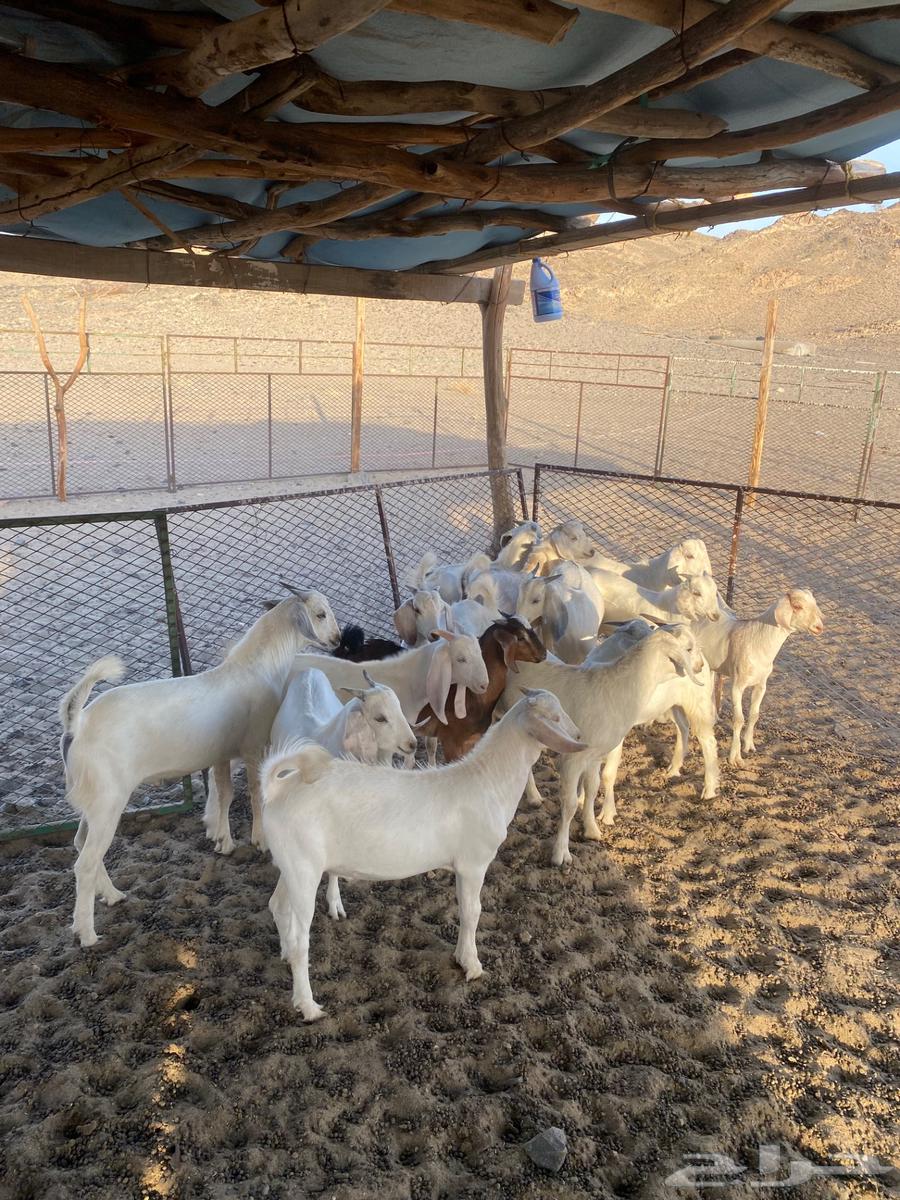 Goats for sale in Mecca, Al-Khawajat Road63673175873025110