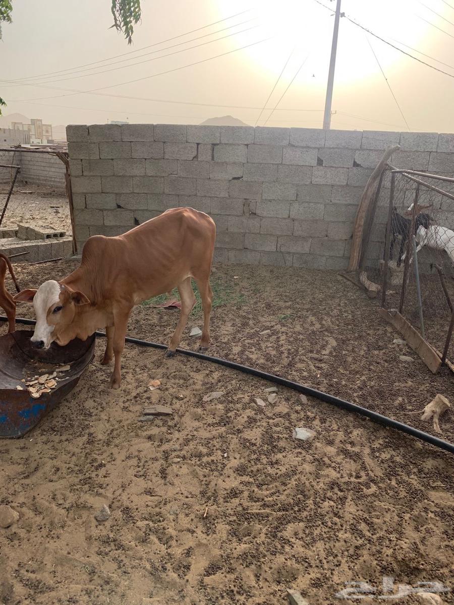 حسيل عمره 5 اشهر63669732497537112