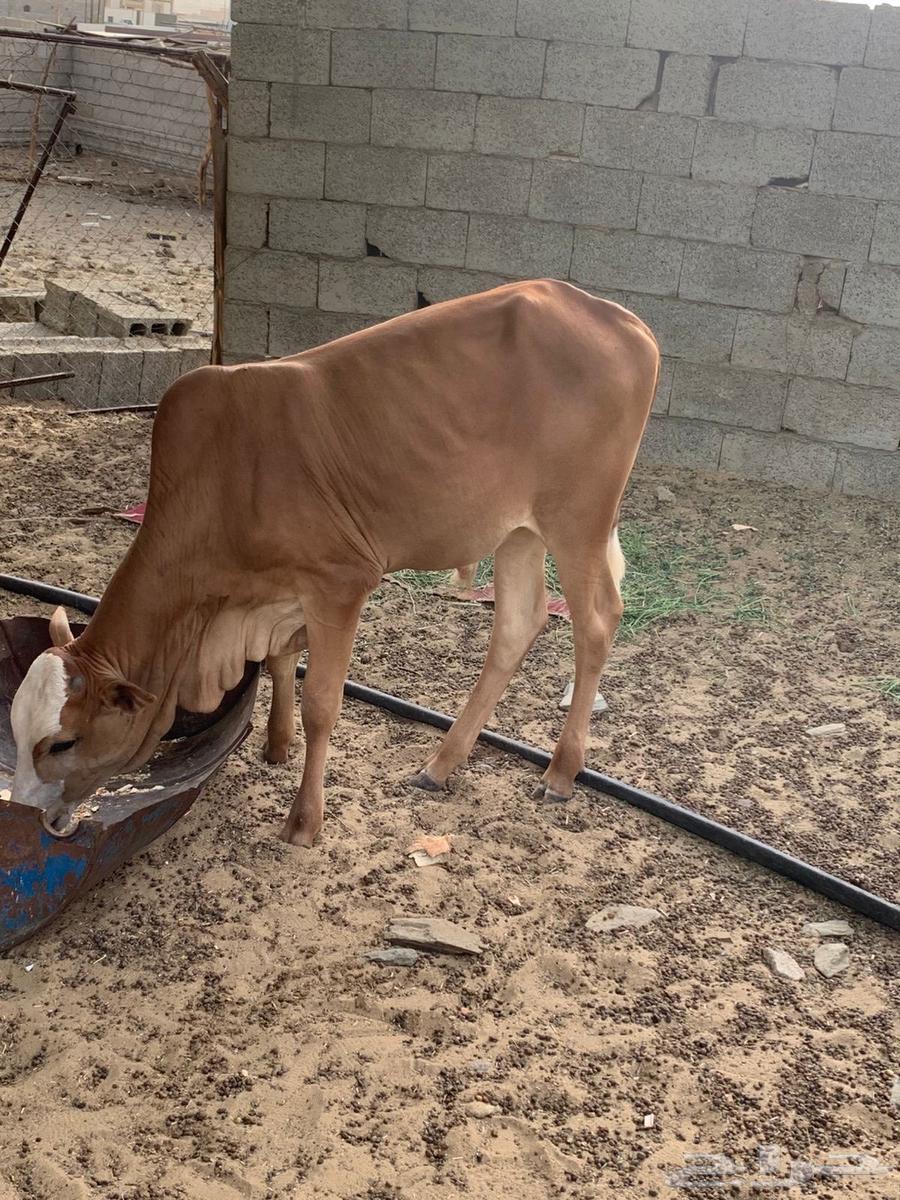حسيل عمره 5 اشهر63669732497537114