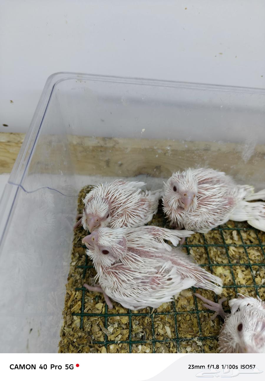 Albino Crow Chicks63655709654657110