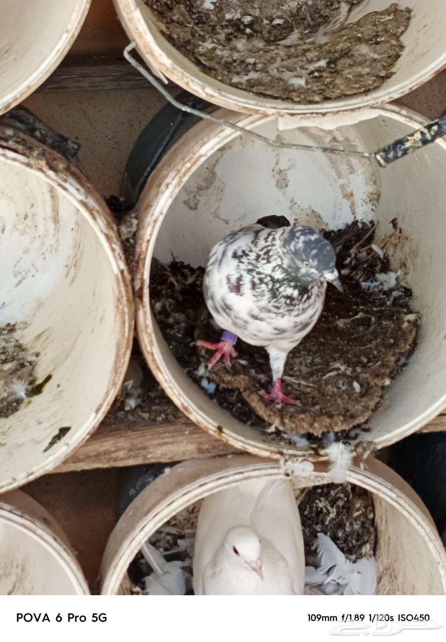 French-Pakistani pigeon loft for sale63670001059201114