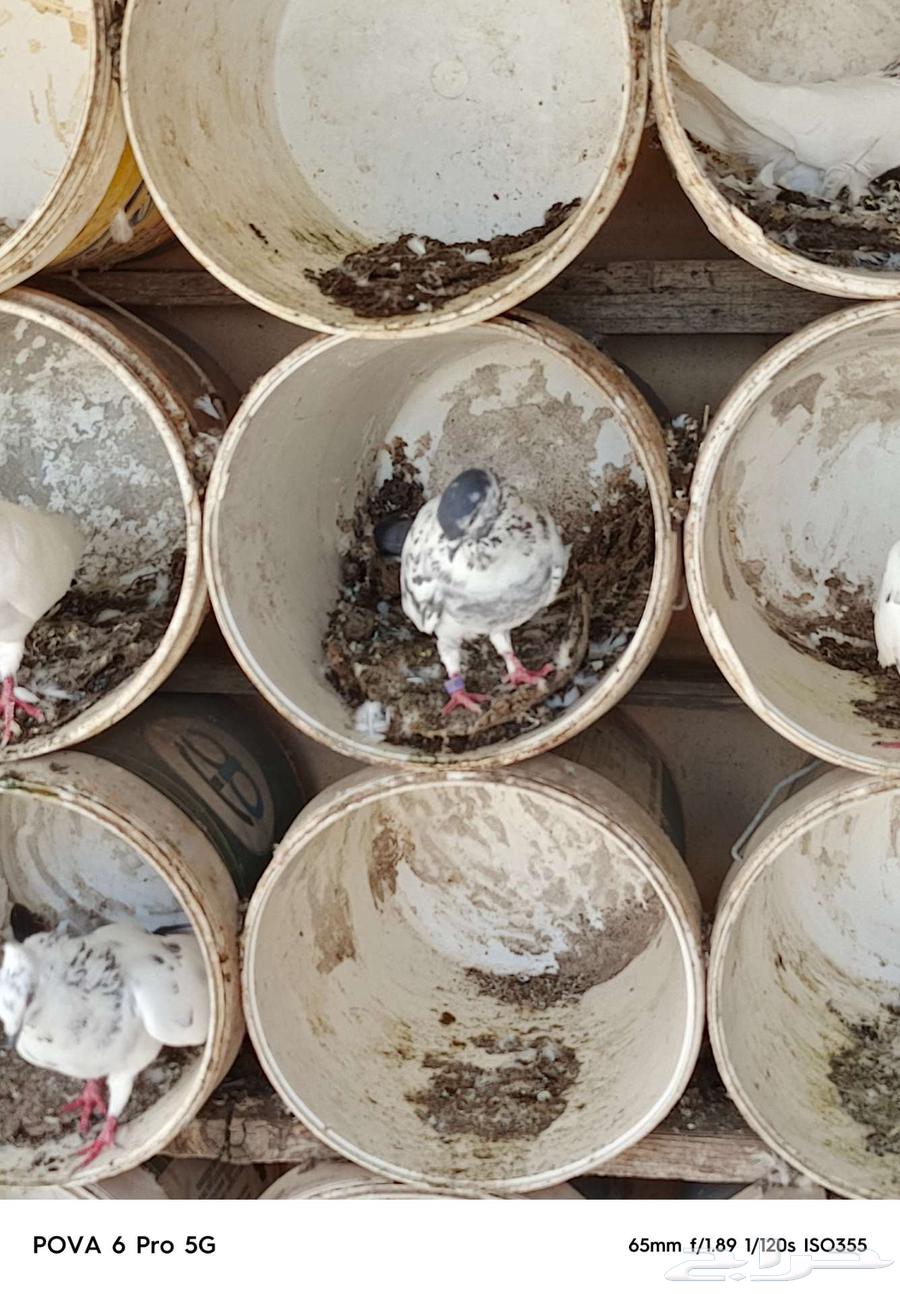 French-Pakistani pigeon loft for sale63670001059201112