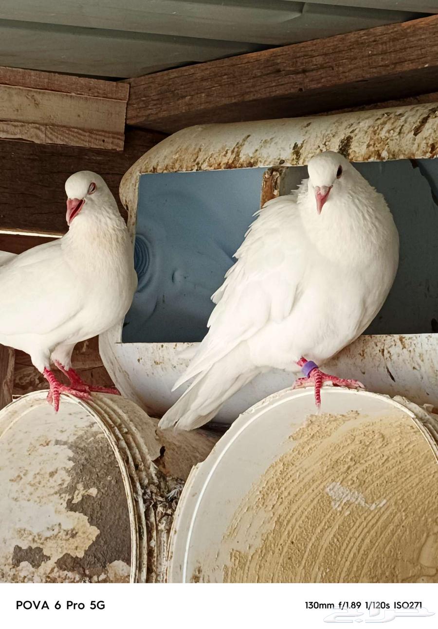 French-Pakistani pigeon loft for sale63670001059201113