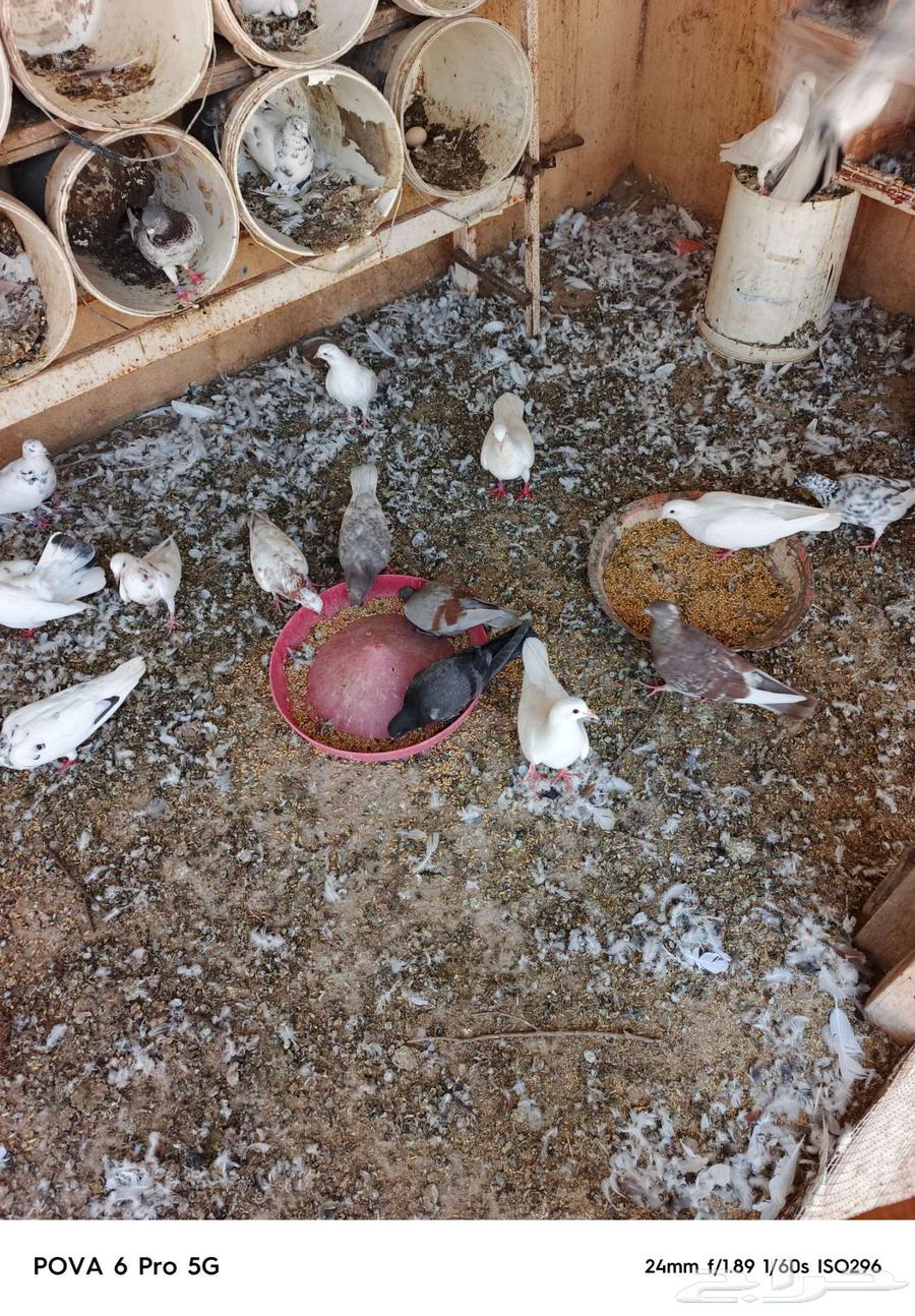 French-Pakistani pigeon loft for sale63670001059201110
