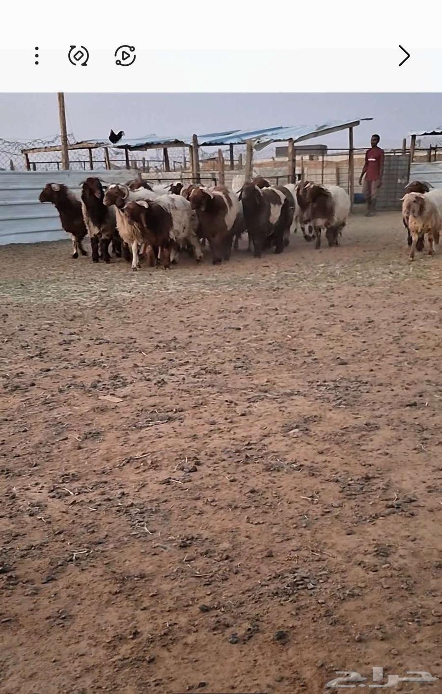 جذعان نعيم63674090899458110