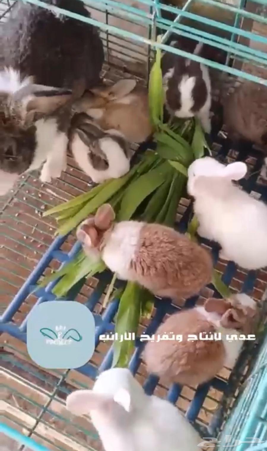 ارانب للبيع63675775459329111