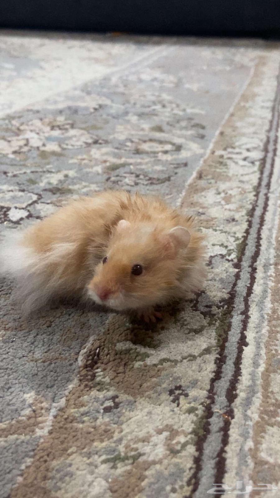 Very clean orange Syrian hamster (tame)63676111918593111