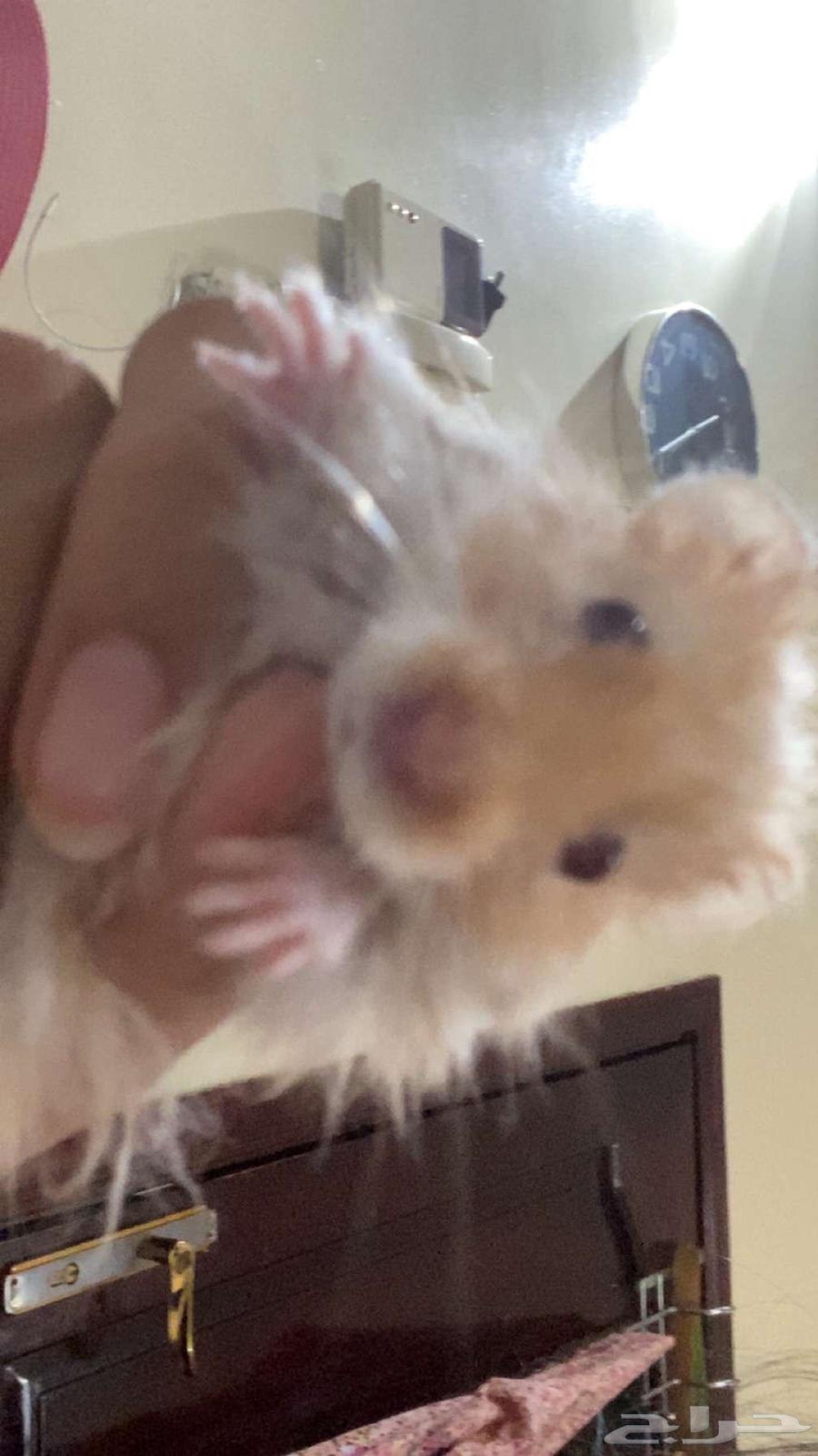 Very clean orange Syrian hamster (tame)63676111918593110