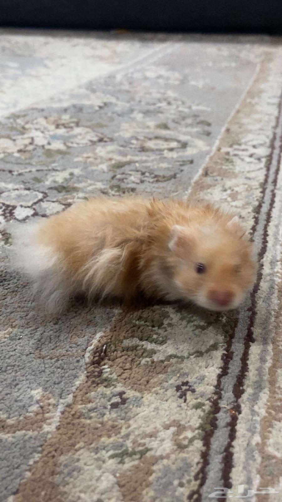 Very clean orange Syrian hamster (tame)63676111918593112
