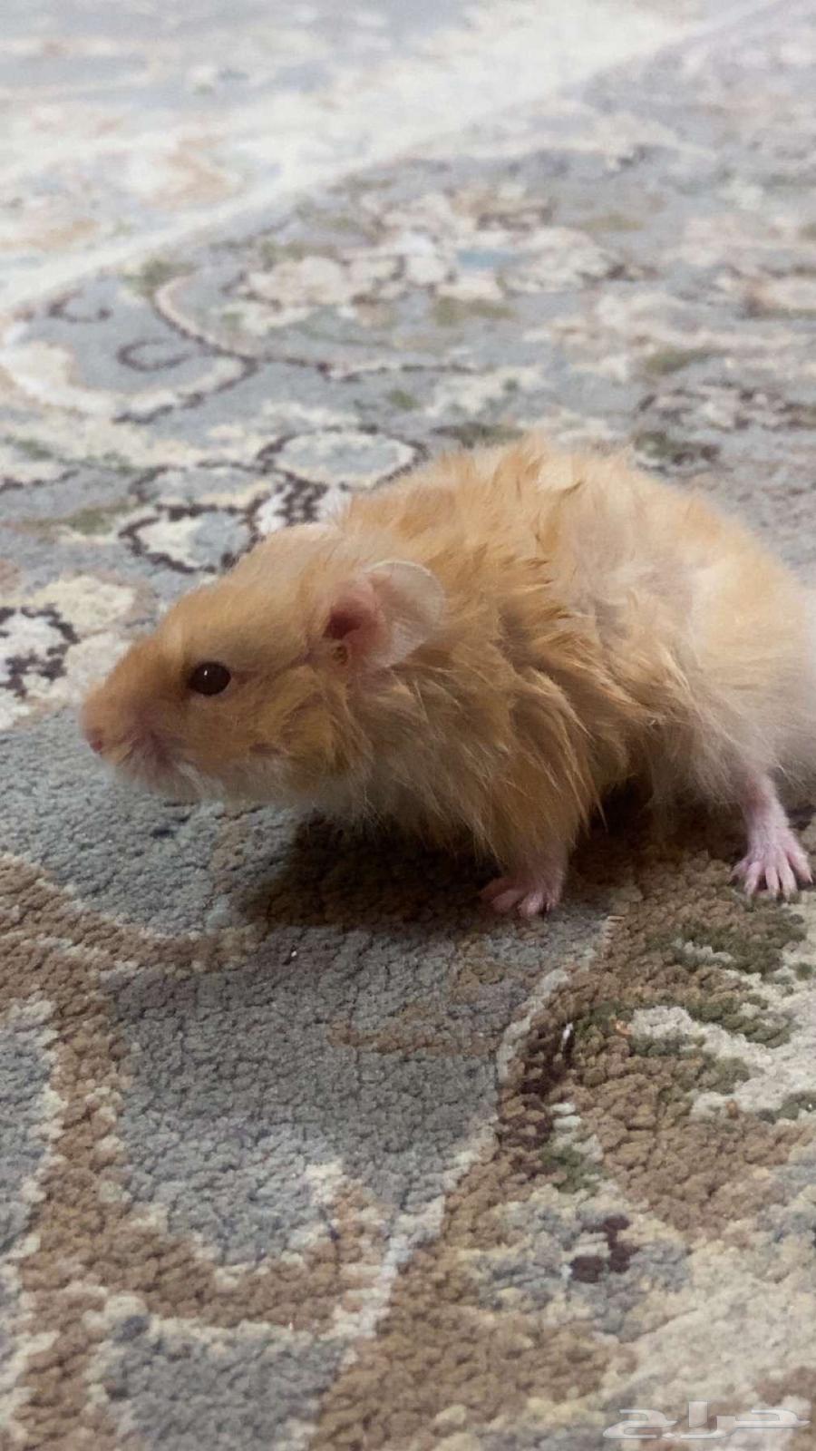 Very clean orange Syrian hamster (tame)63676111918593114