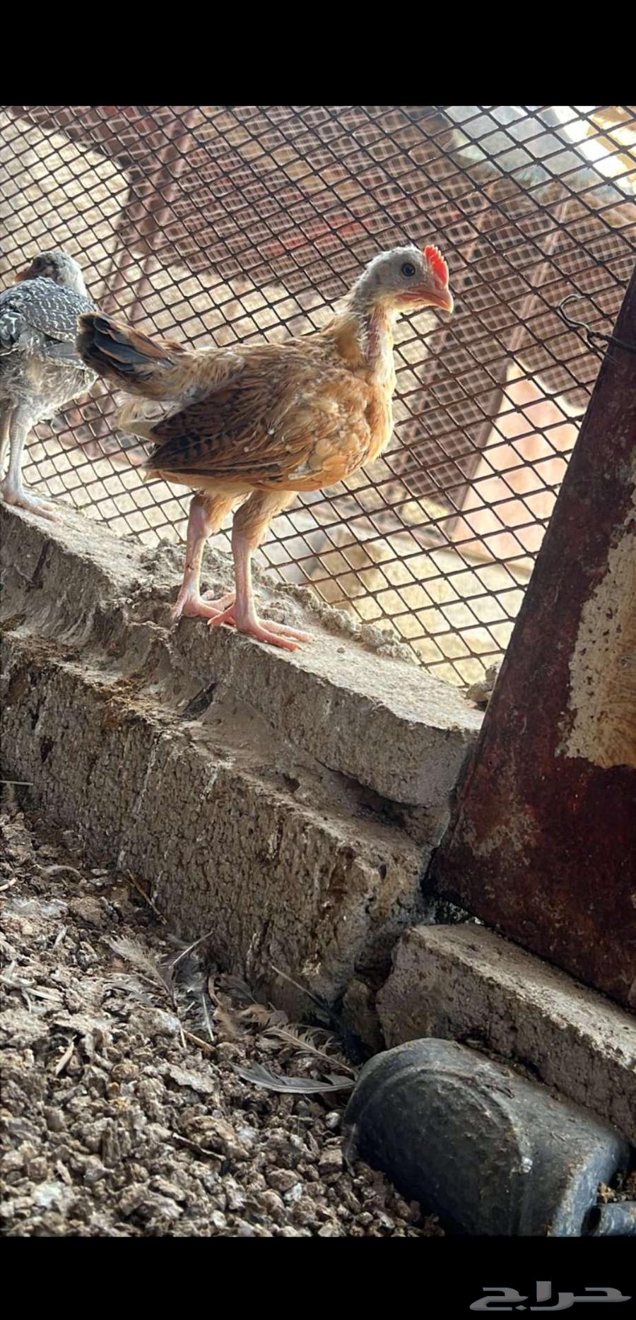 600 chickens for sale, one and a half months old, at a special price63619052027265111