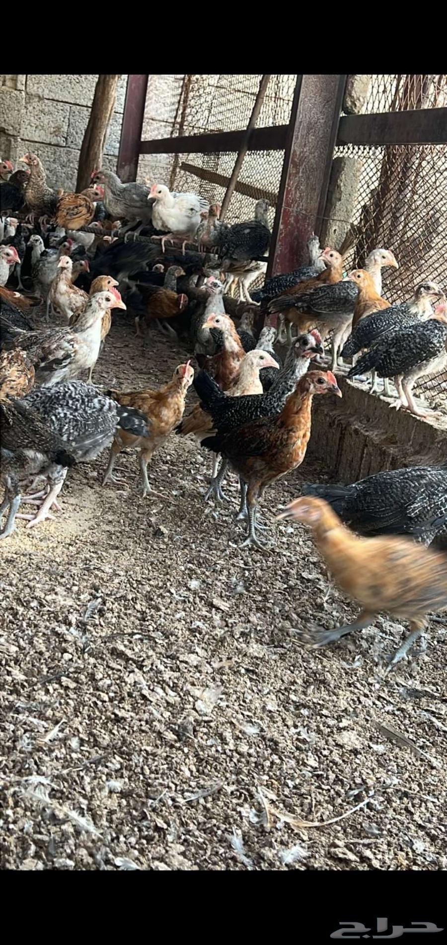 600 chickens for sale, one and a half months old, at a special price63619052027265112