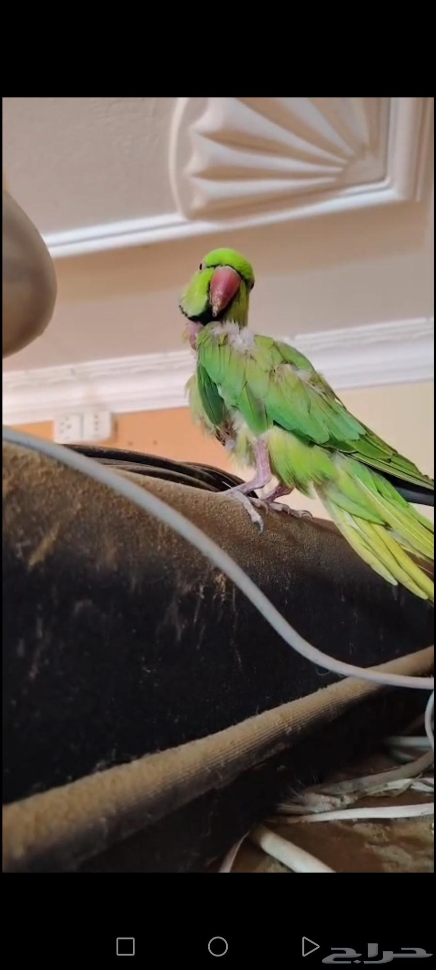 Parrots63676377957505111