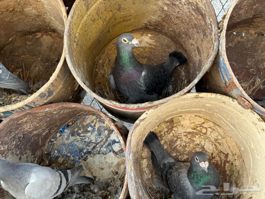 Racing Pigeon Loft for Sale63671748723331110