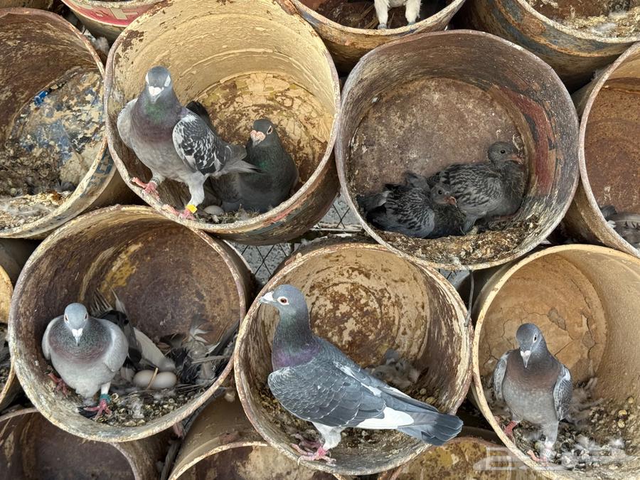 Racing Pigeon Loft for Sale63671748723331112