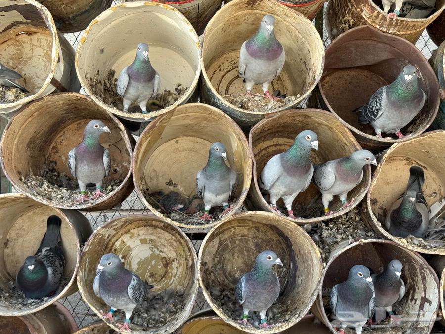 Racing Pigeon Loft for Sale63671748723331114