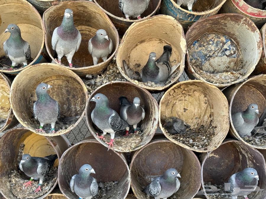 Racing Pigeon Loft for Sale63671748723331111