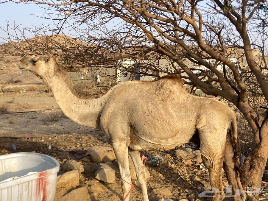 Camel for sale63667813667074110