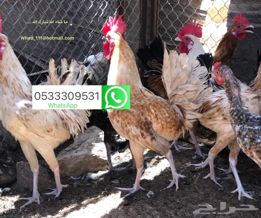 ديوك بلدي عنيزة 7 شهور63670434413699112