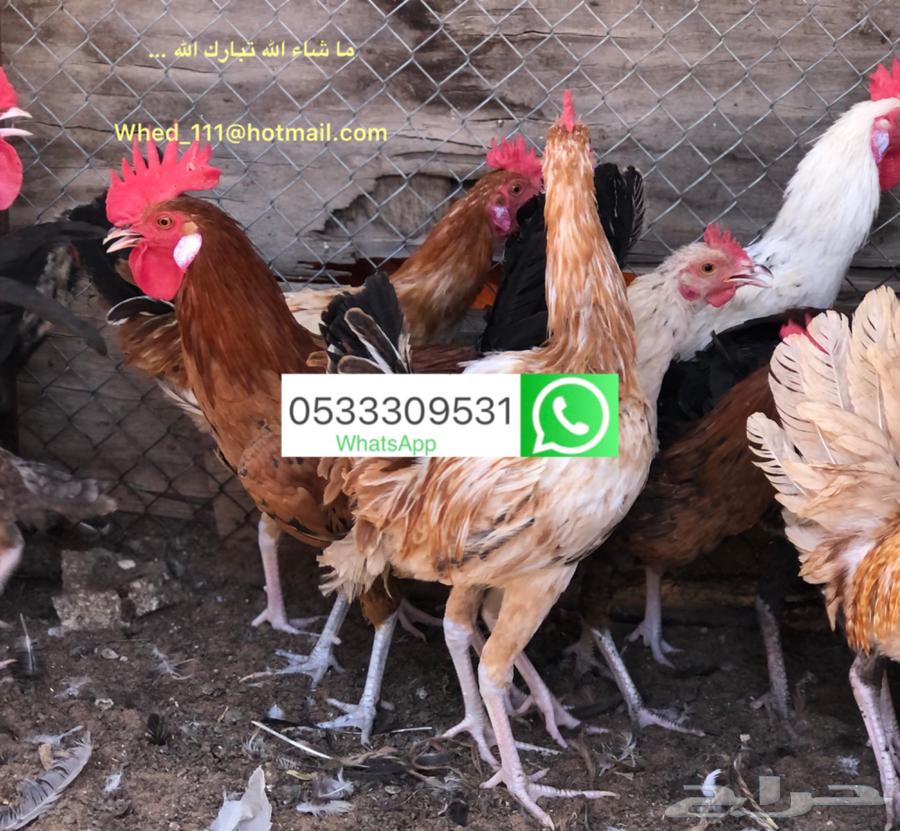 ديوك بلدي عنيزة 7 شهور63670434413699110