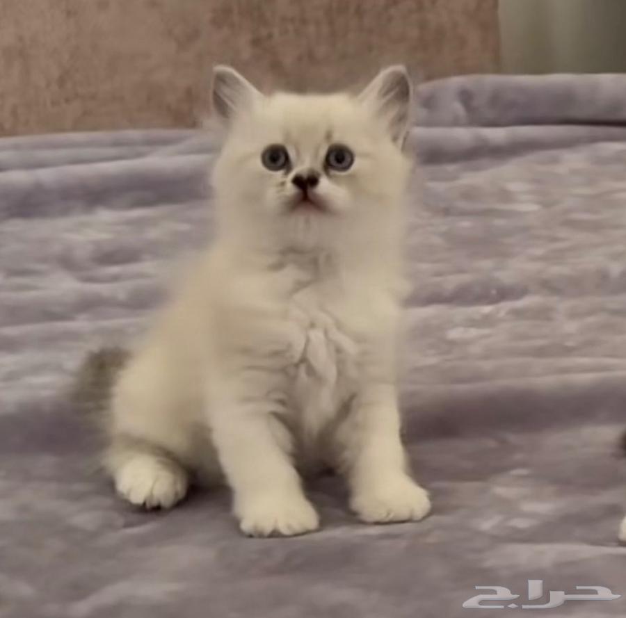 قطه للبيع63667809306625111
