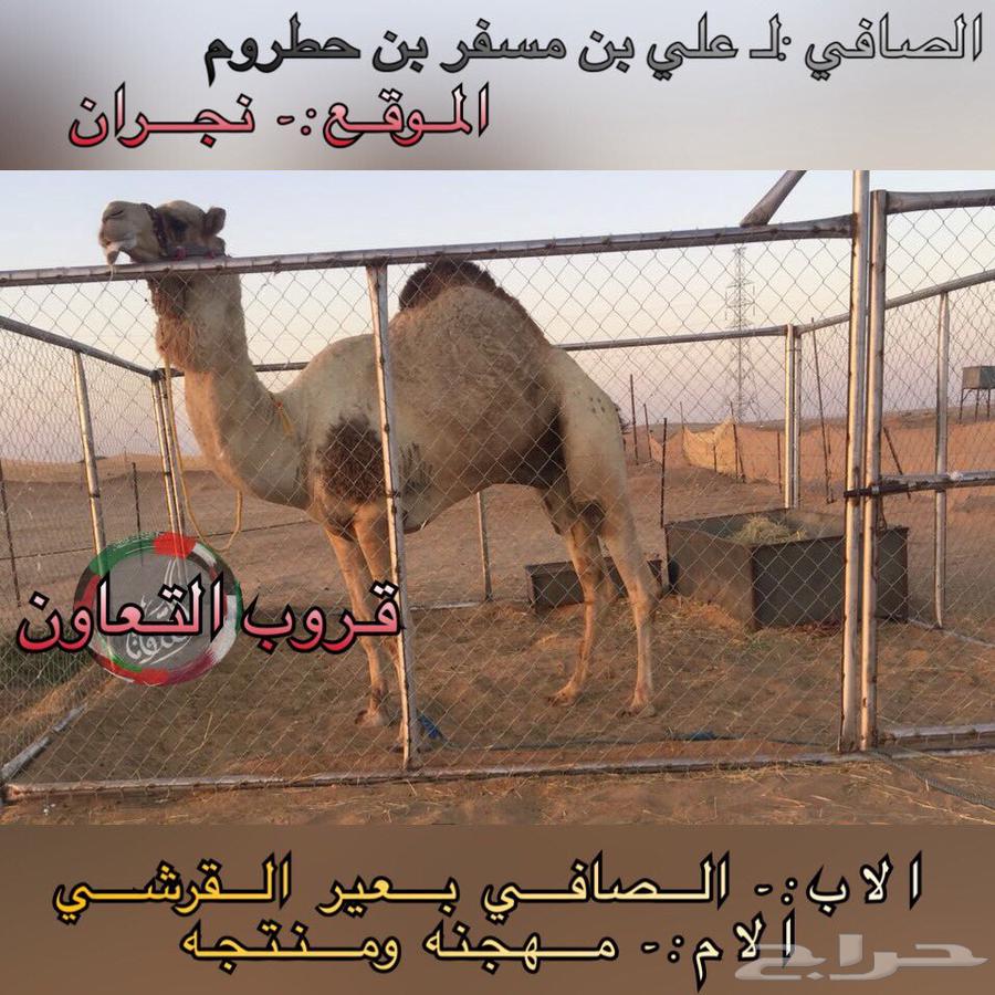 بكره مفرودة سلالة كفو للبيع63670434477699110