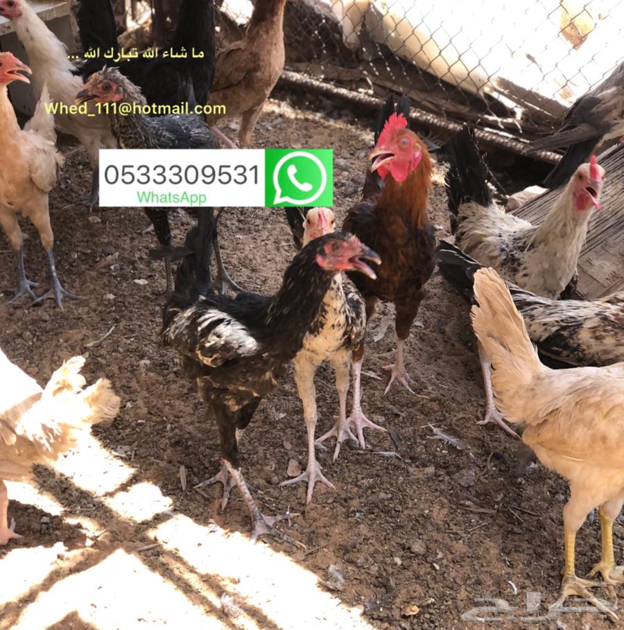 ديوك بلدي عنيزة 7 شهور63670434413699111