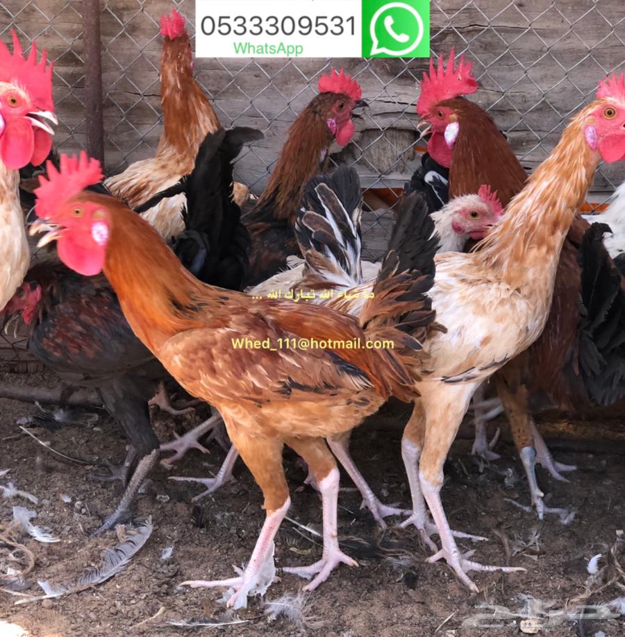 ديوك بلدي عنيزة 7 شهور63670434413699113
