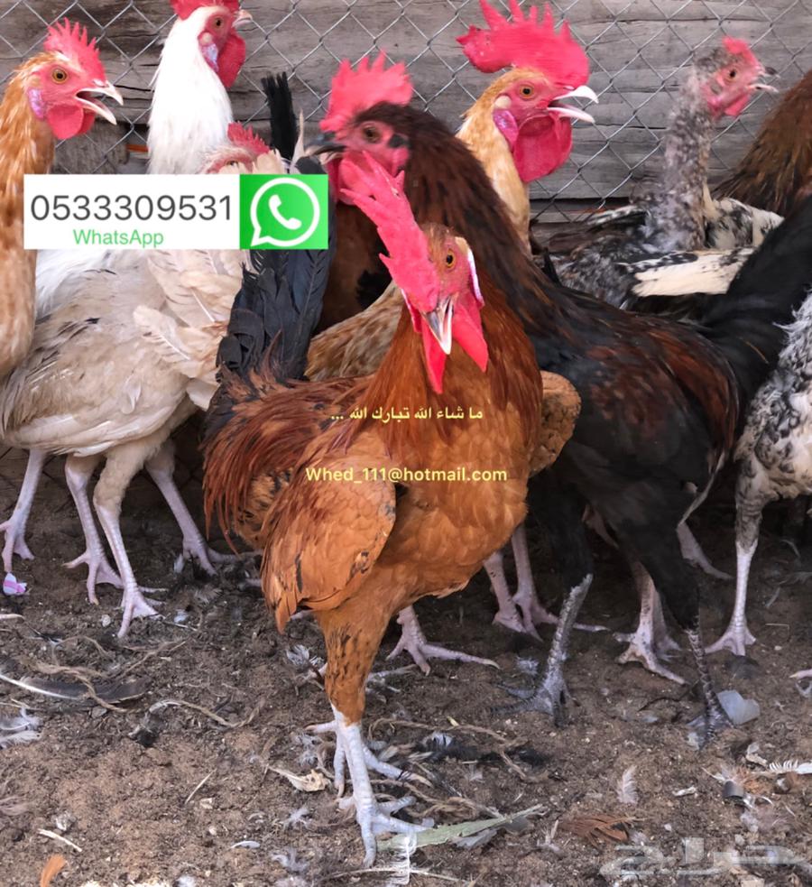 ديوك بلدي عنيزة 7 شهور63670434413699114