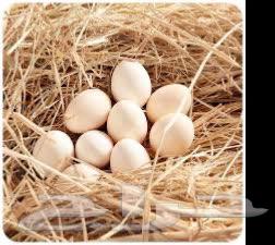 30 Free-Range Eggs Tray for 20 SAR, Al-Nawaraiya, Mecca63677764430849112