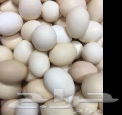 30 Free-Range Eggs Tray for 20 SAR, Al-Nawaraiya, Mecca63677764430849111