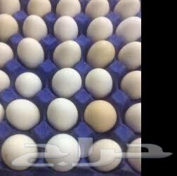 30 Free-Range Eggs Tray for 20 SAR, Al-Nawaraiya, Mecca63677764430849114