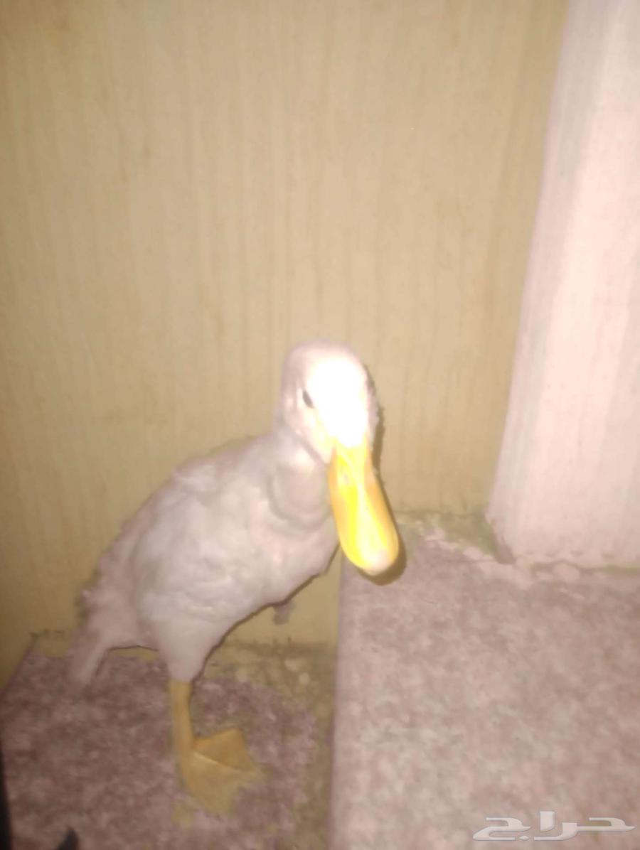 بط للبيع63699007982723113