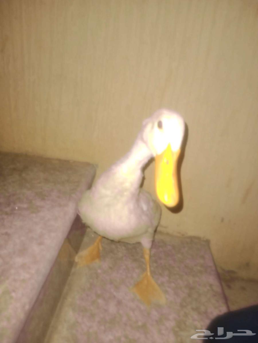 بط للبيع63699007982723114