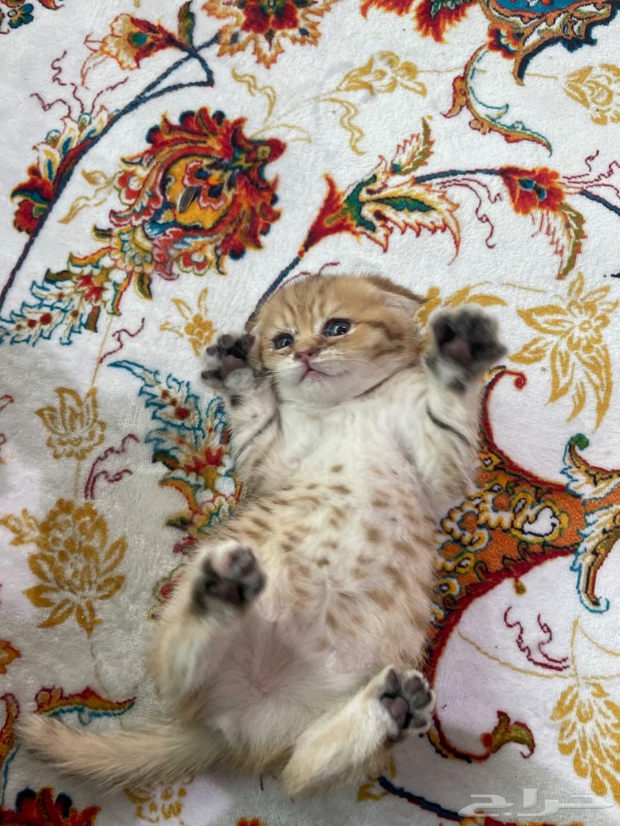 كيتن سكوتش للبيع63678205526530113