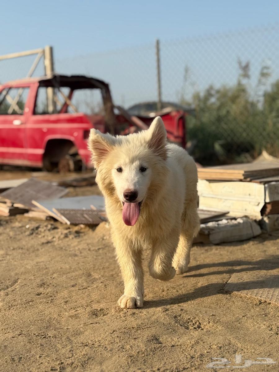 للبيع هاسكي مالموت حجم ضخم63699004046082110