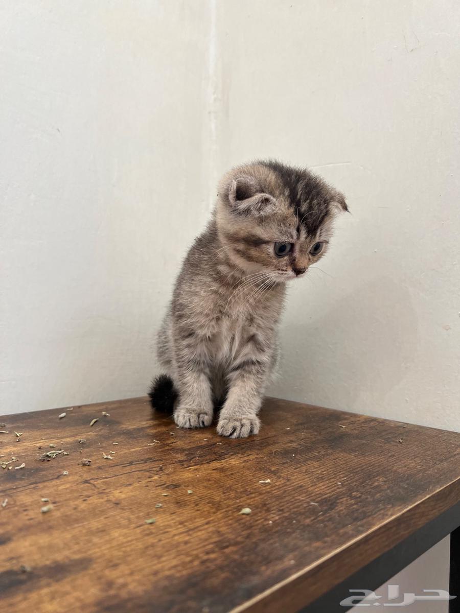 Scottish Fold Kittens for Sale (Sold)63678471201666112