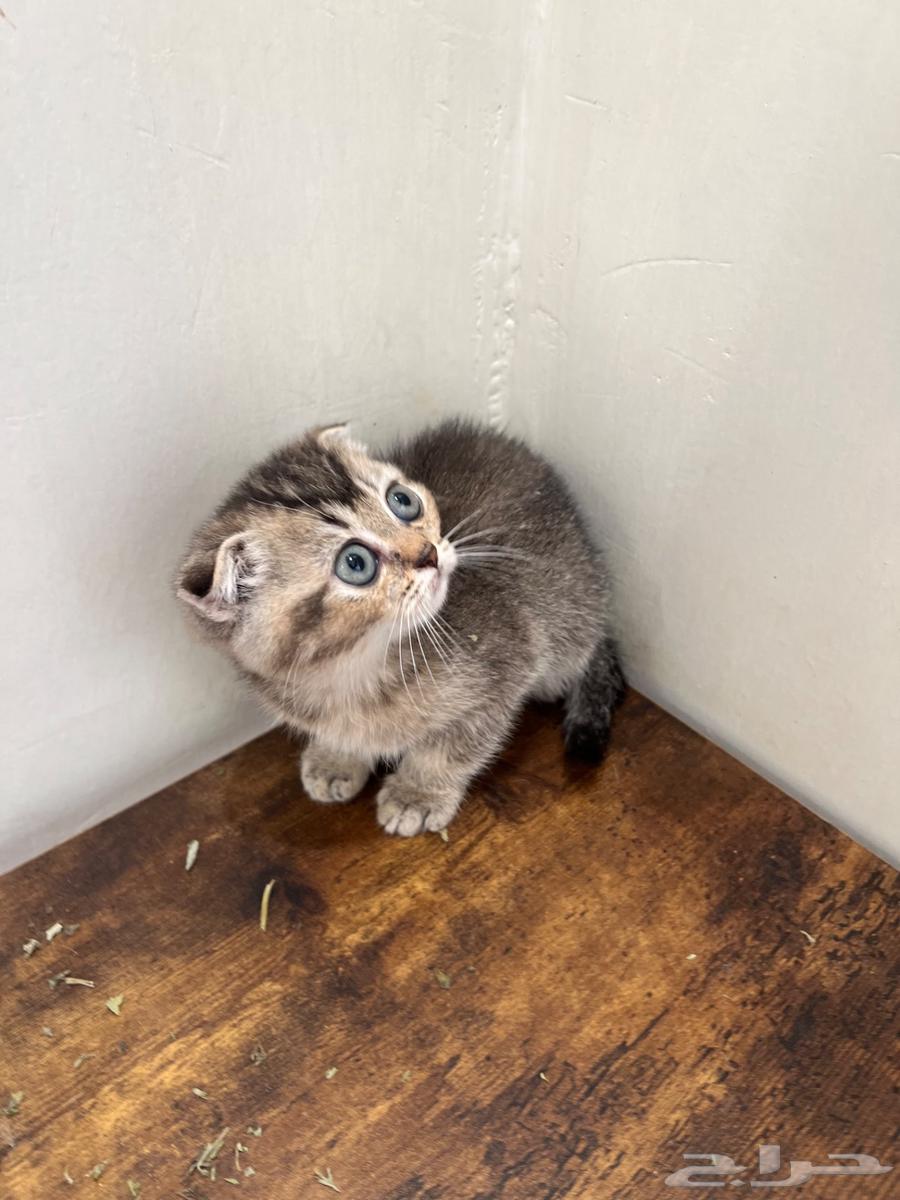 Scottish Fold Kittens for Sale (Sold)63678471201666110