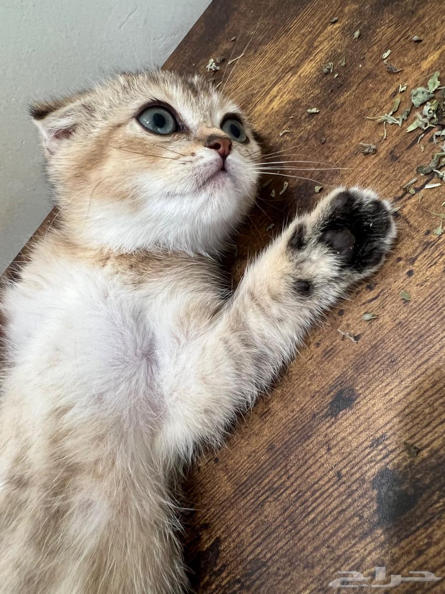 Scottish Fold Kittens for Sale (Sold)63678471201666114