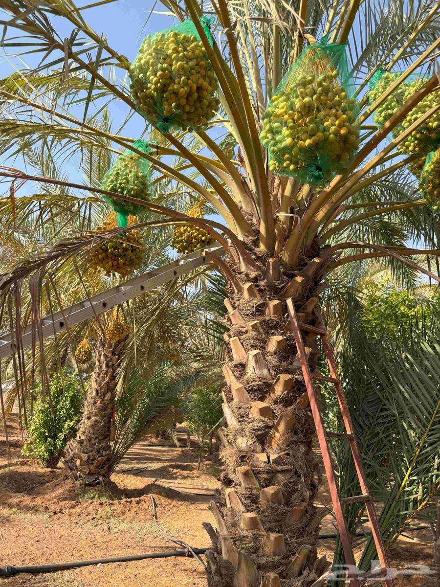 قريبا خرف و بيع صقعي من المزرعة63679333710595114