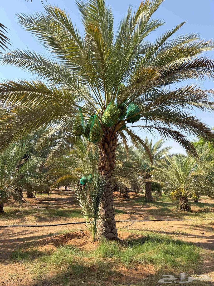 قريبا خرف و بيع صقعي من المزرعة63679333710595113