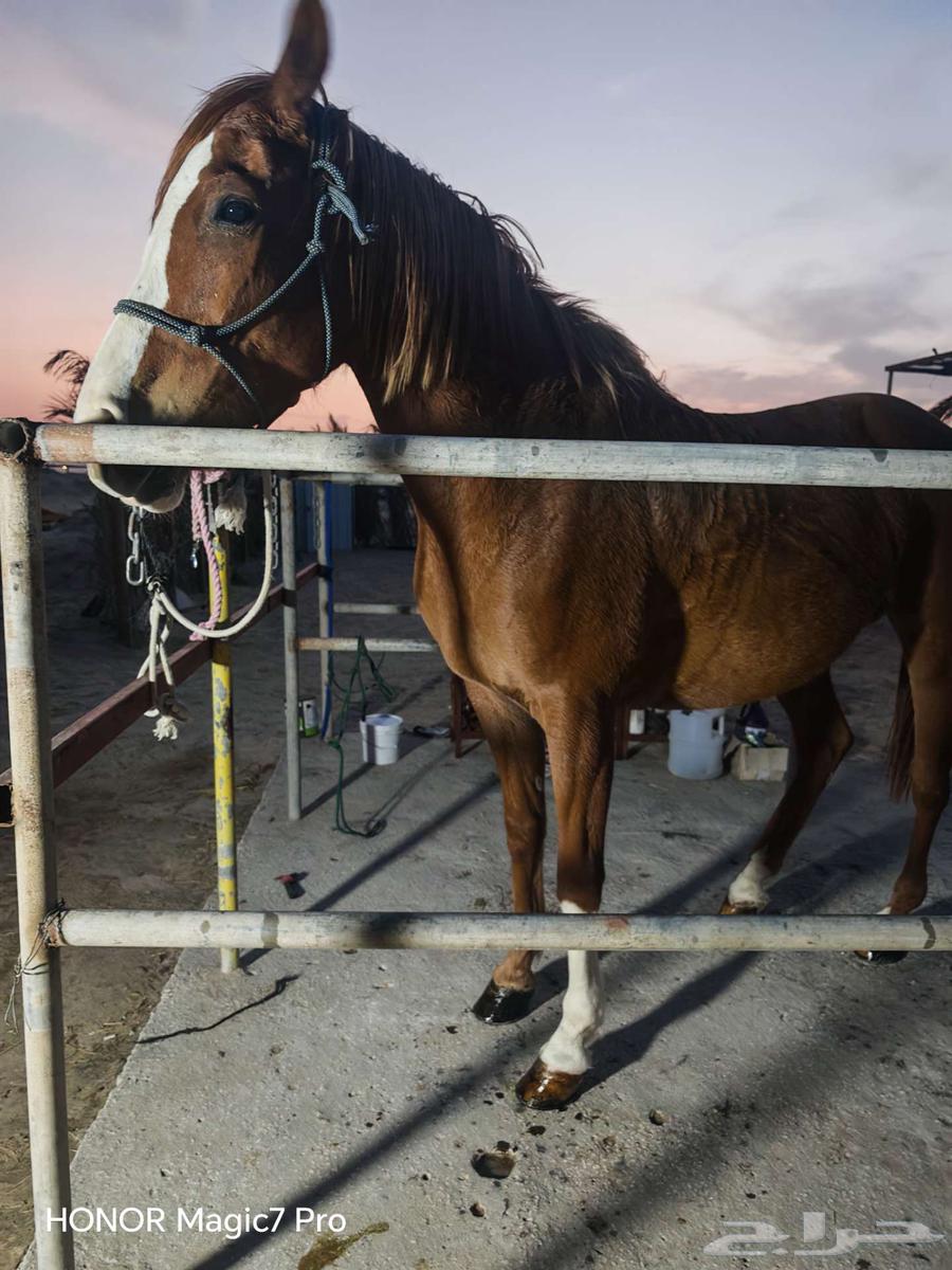 Horse with strength and endurance63679744098434114