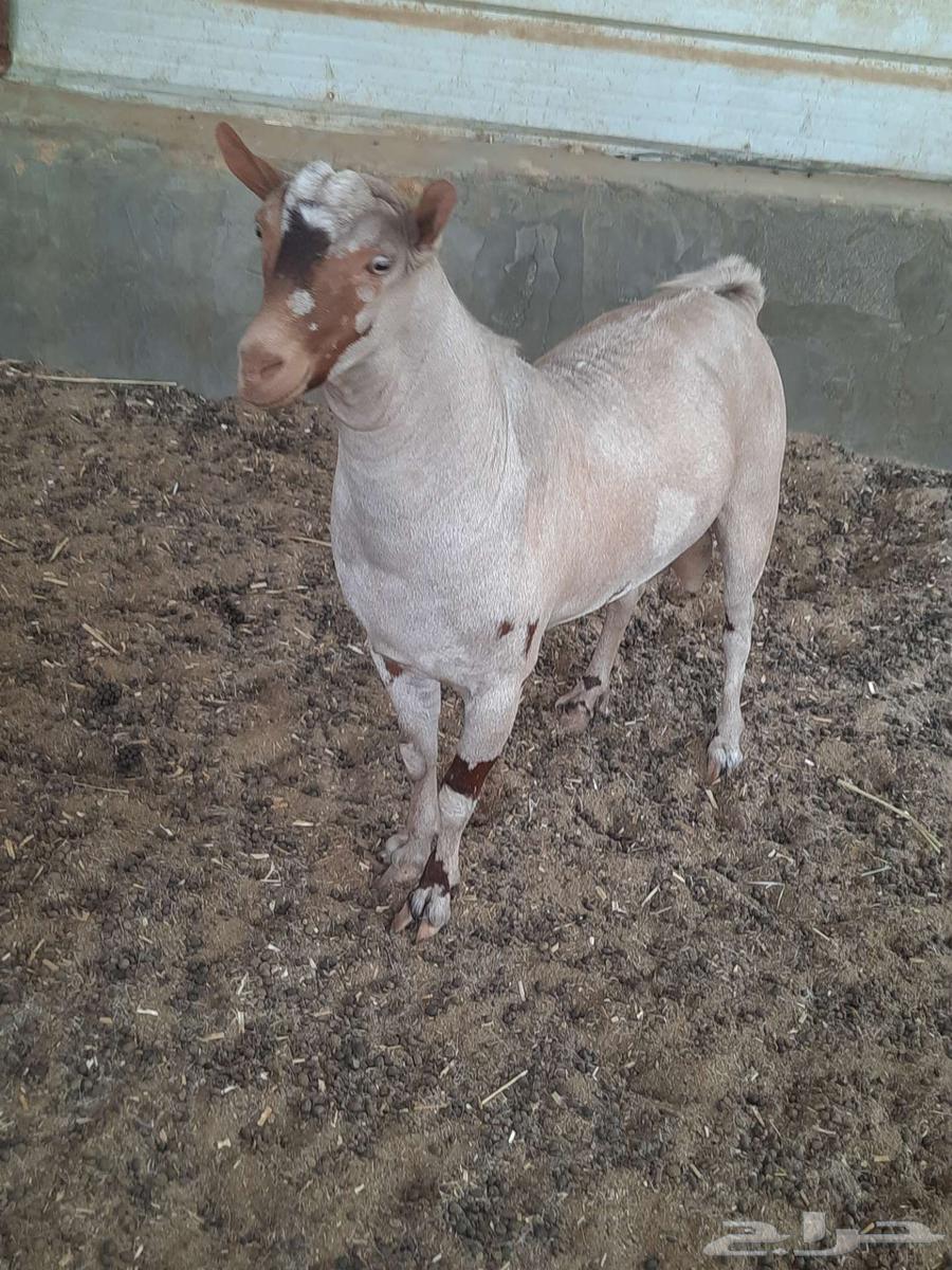 للبيع فحل عماني بيور63680092031746110