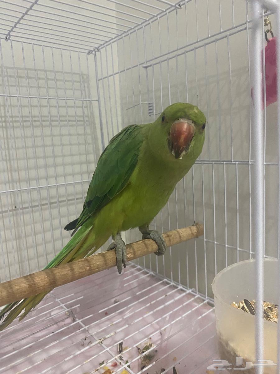 ببغاء الدره للبيع مع كامل احتياجاته63680733797889111